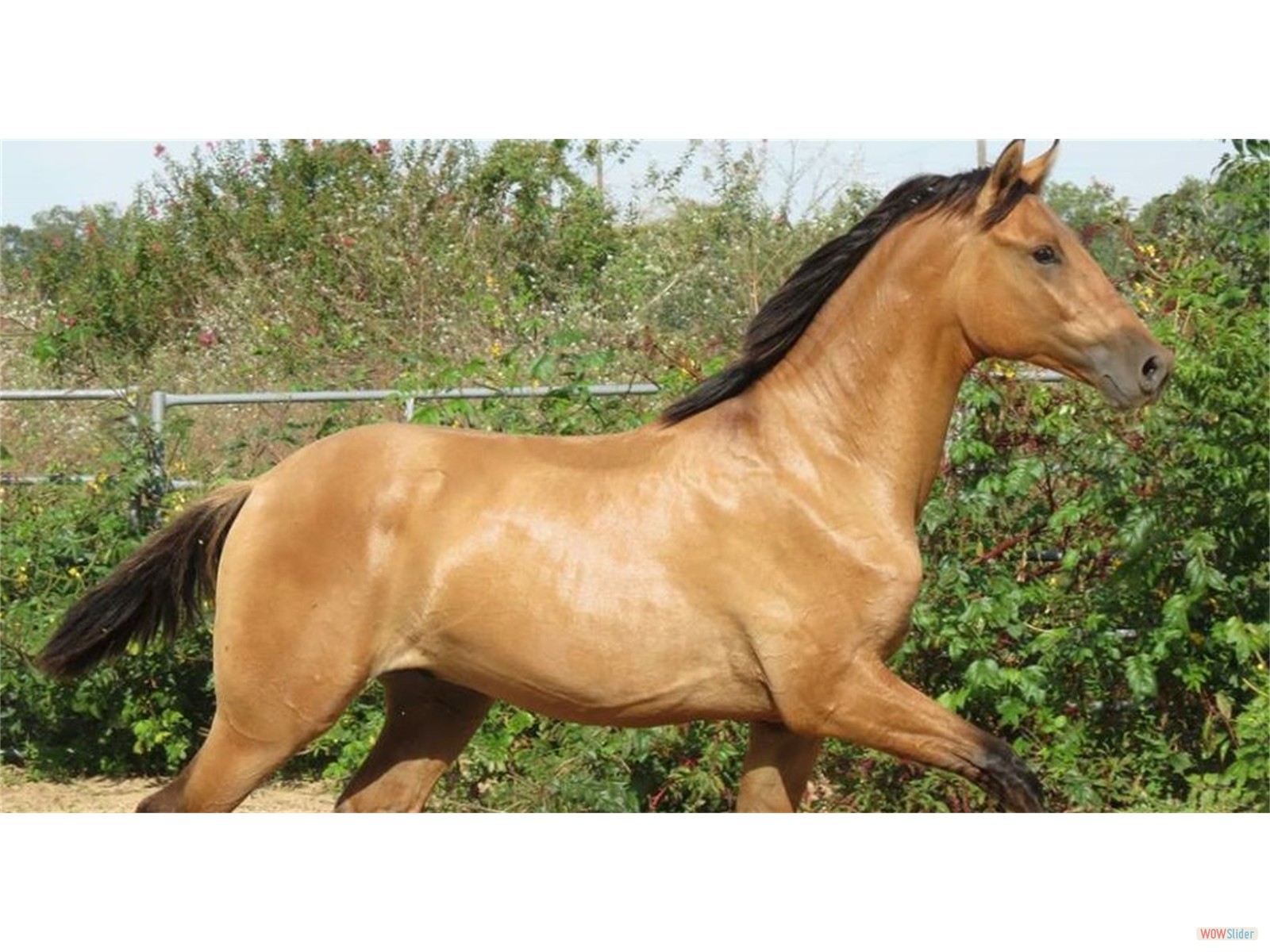 Cortez Azteca